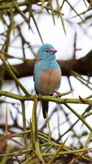 Uraeginthus cyanocephalus