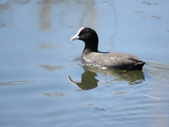 Fulica atra