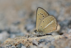Polyommatus ripartii