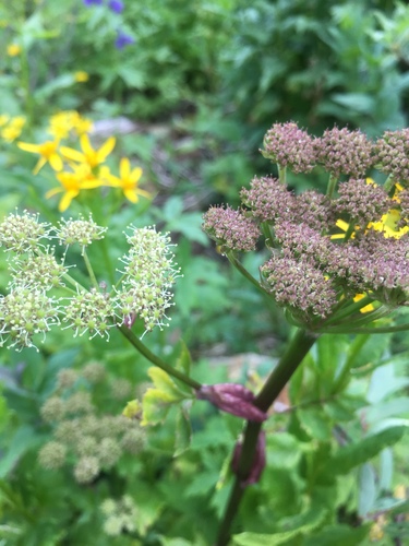 small-leaf angelica (Angelica pinnata)
