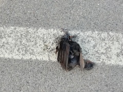 Turdus merula
