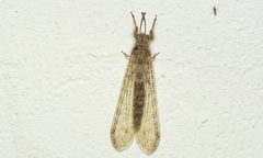 Centroclisis maligna