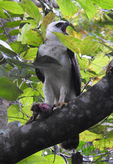 Nisaetus lanceolatus