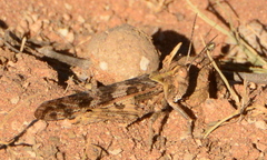 Locustana pardalina