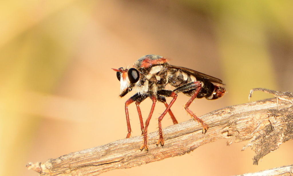 Stiphrolamyra