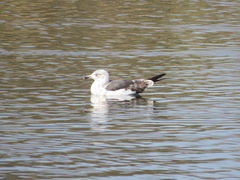 Larus fuscus