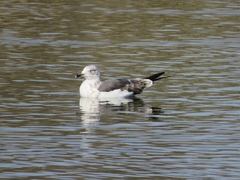 Larus fuscus