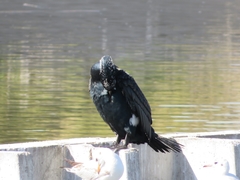 Phalacrocorax carbo