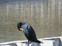 Phalacrocorax carbo