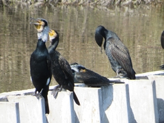 Phalacrocorax carbo