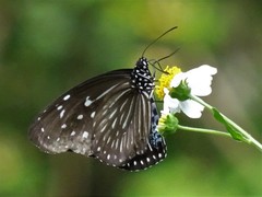 Euploea mulciber mulciber