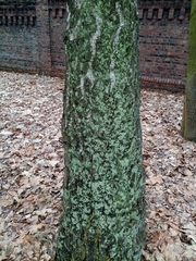 Animalia
