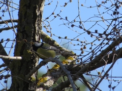 Parus major