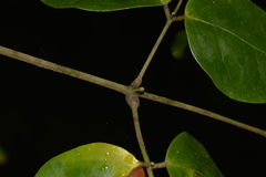 Archidendron grandiflorum