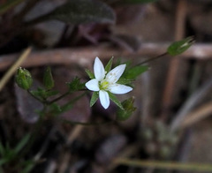 Sabulina tenuifolia