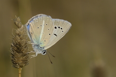 Polyommatus schuriani
