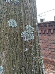 Fungi