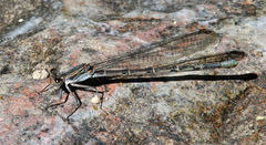 Argia sabino