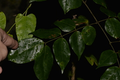 Archidendron grandiflorum