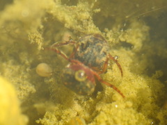 Hyphydrus aubei