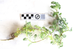 Cotula discolor