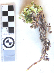 Cotula discolor
