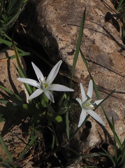 Ornithogalum montanum