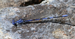 Argia sabino