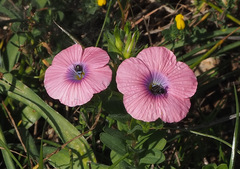 Linum pubescens