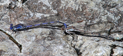 Argia sabino