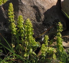 Cruciata articulata