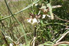 Araujia angustifolia