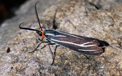 Ctenucha venosa