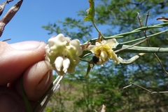 Araujia angustifolia
