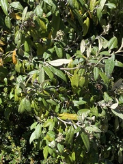 Buddleja nitida