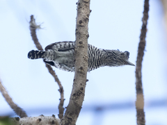 Thamnophilus doliatus