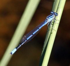 Enallagma semicirculare