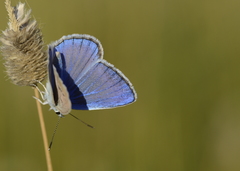 Polyommatus schuriani