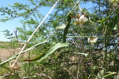 Araujia angustifolia