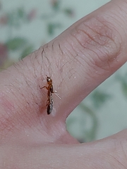 Pseudomyrmex