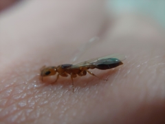 Pseudomyrmex