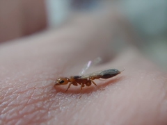 Pseudomyrmex