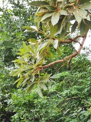Sterculia murex