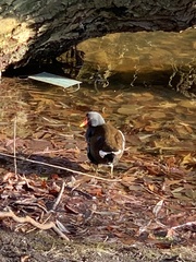 Gallinula chloropus