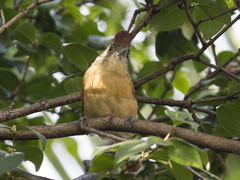 Thamnophilus doliatus