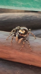 Salticus scenicus