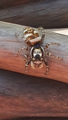 Salticus scenicus
