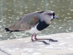 Vanellus chilensis