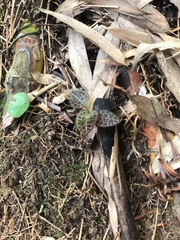 Anoectochilus roxburghii