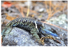 Sceloporus aureolus